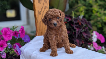 TOY POODLE (JUN 17) FEMALE