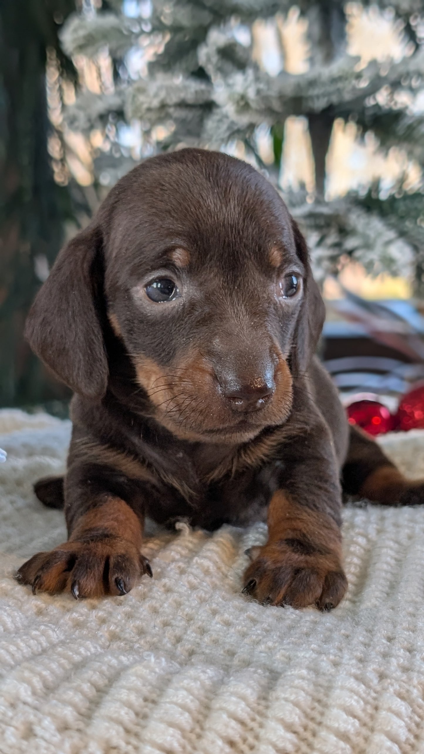MINI DACHSHUND (NOV 16) FEMALES