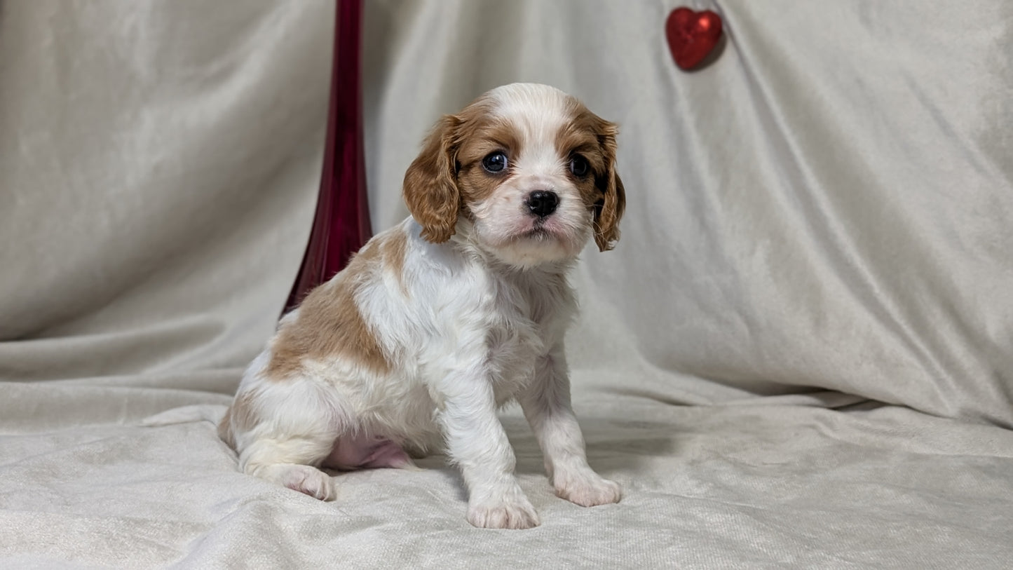 CAVALIER (DEC 03) MALES