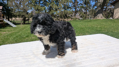 MINI BERNEDOODLE (02/09) MALE