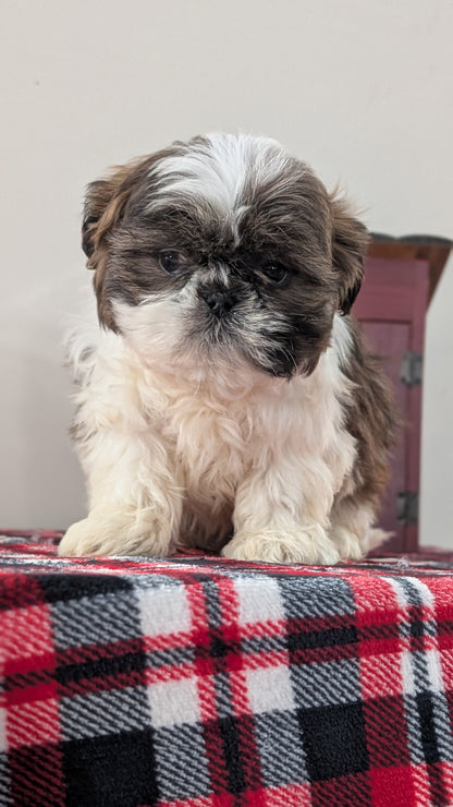 SHIH TZU (DEC 10) MALES