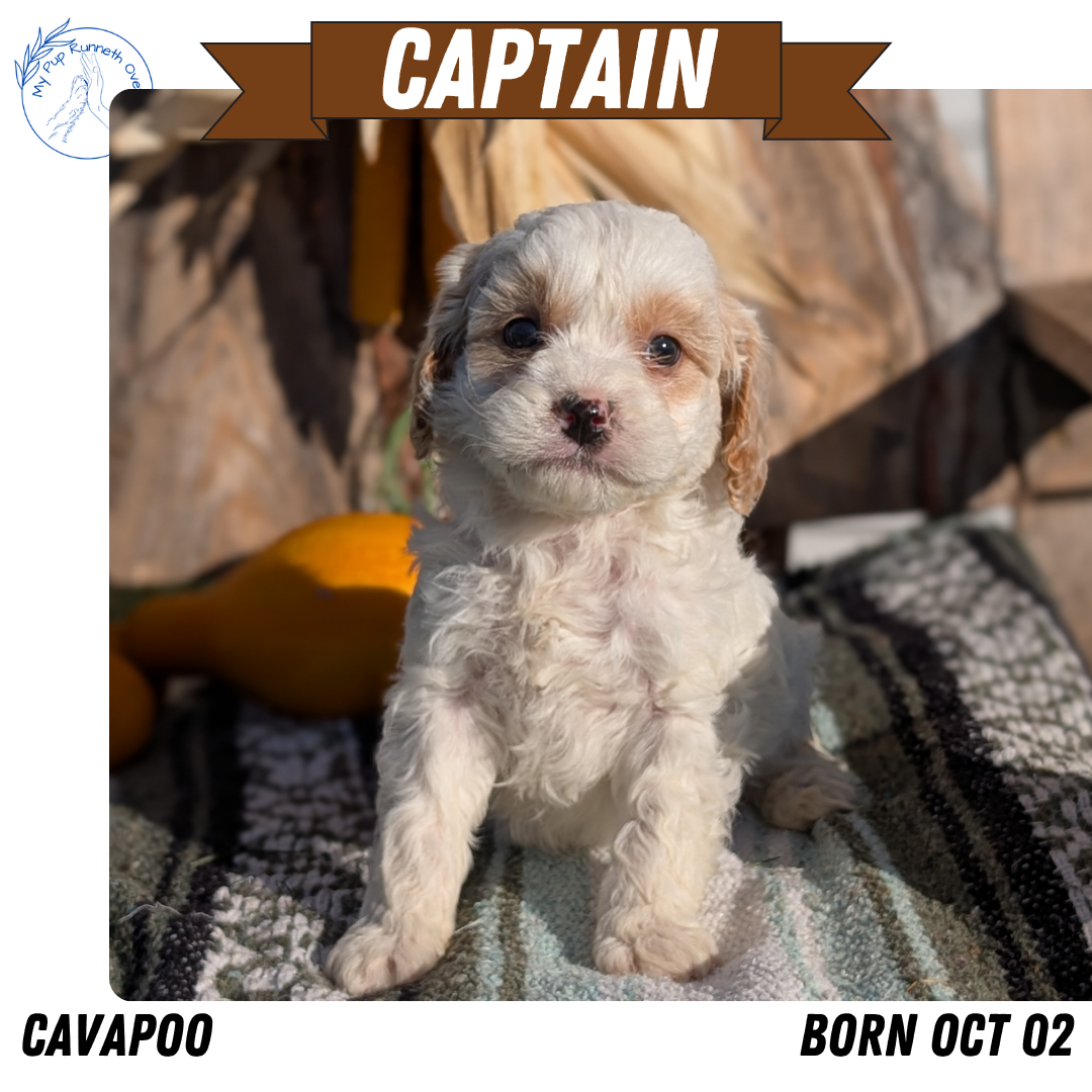 CAVAPOO (OCT 02) MALES