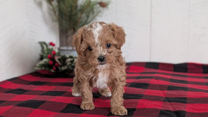 CAVAPOO (OCT 27) FEMALES