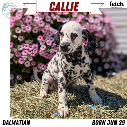 DALMATIAN (JUN 29) FEMALES