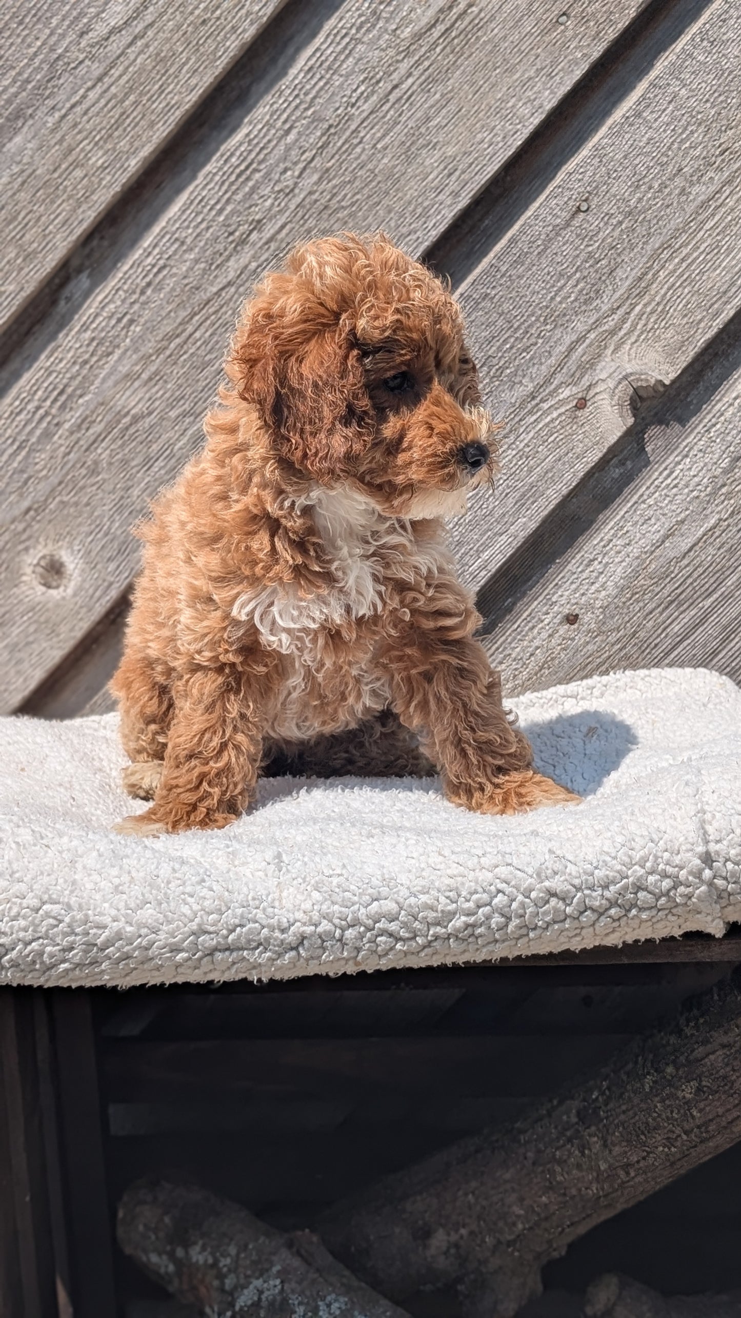 MINI POODLE (MAY 12) FEMALES