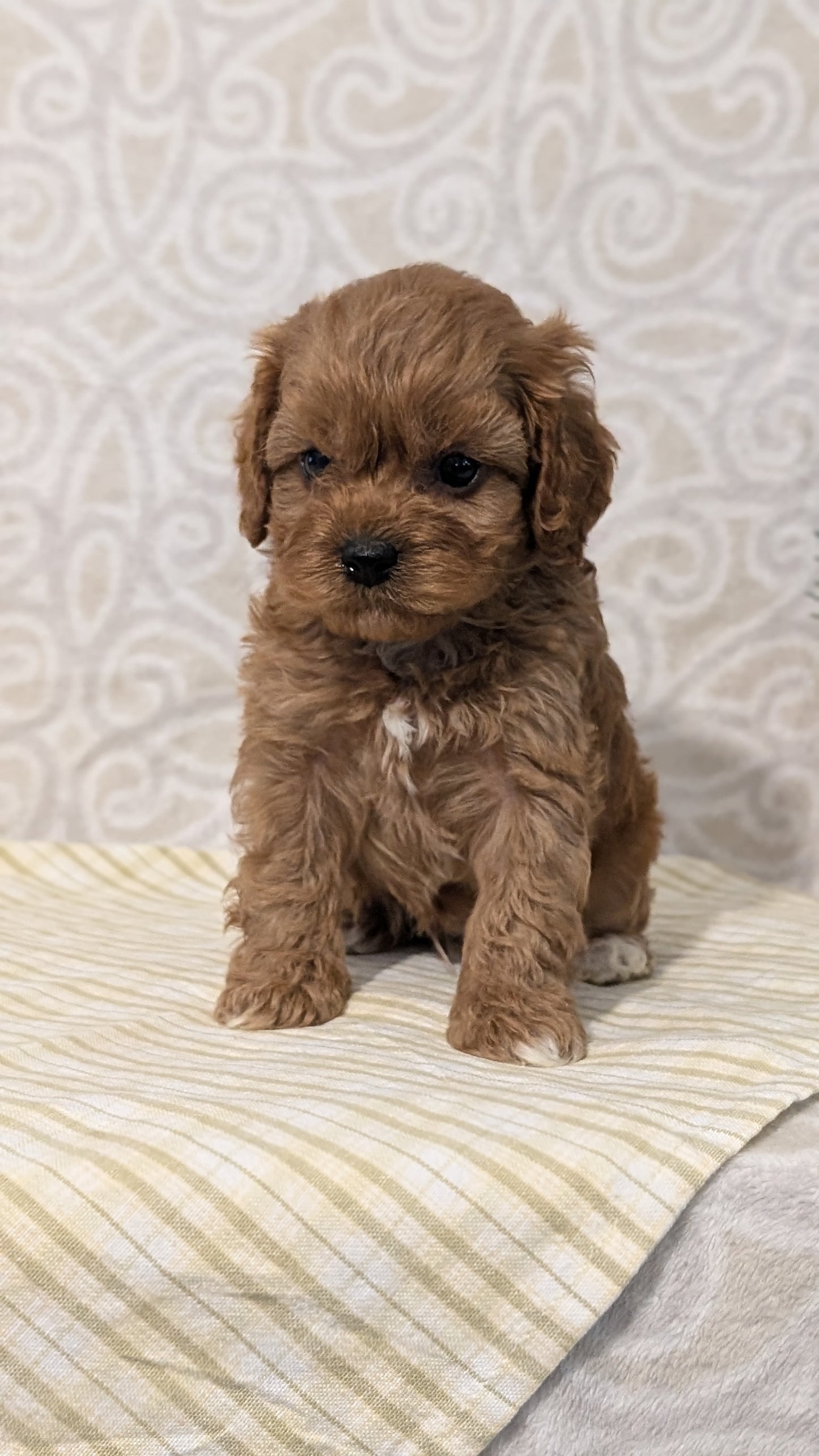CAVAPOO (JAN 29) MALES