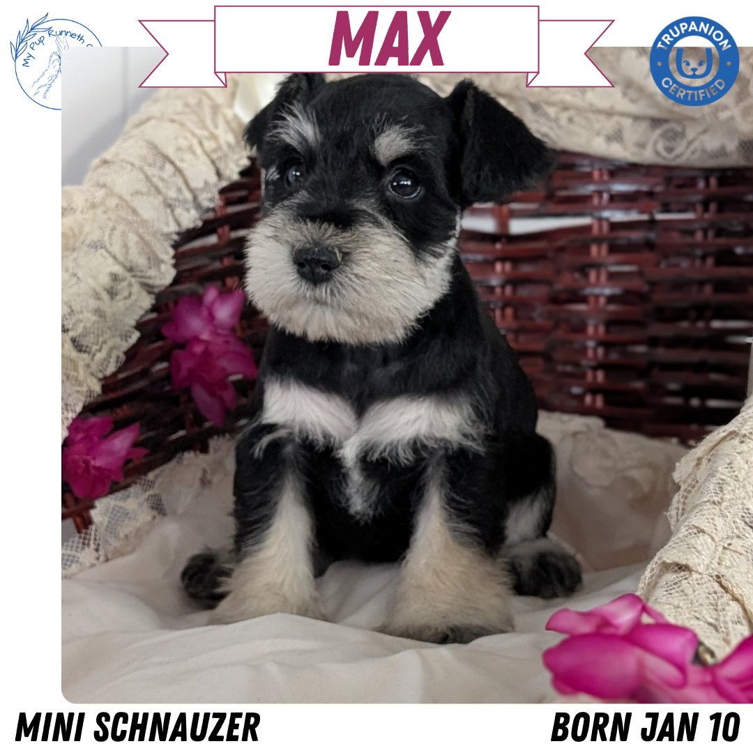 MINI SCHNAUZER (JAN 10) MALES