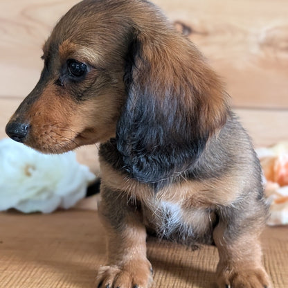 MINI DACHSHUNDS (JUL 05) 2 MALES/2 FEMALES