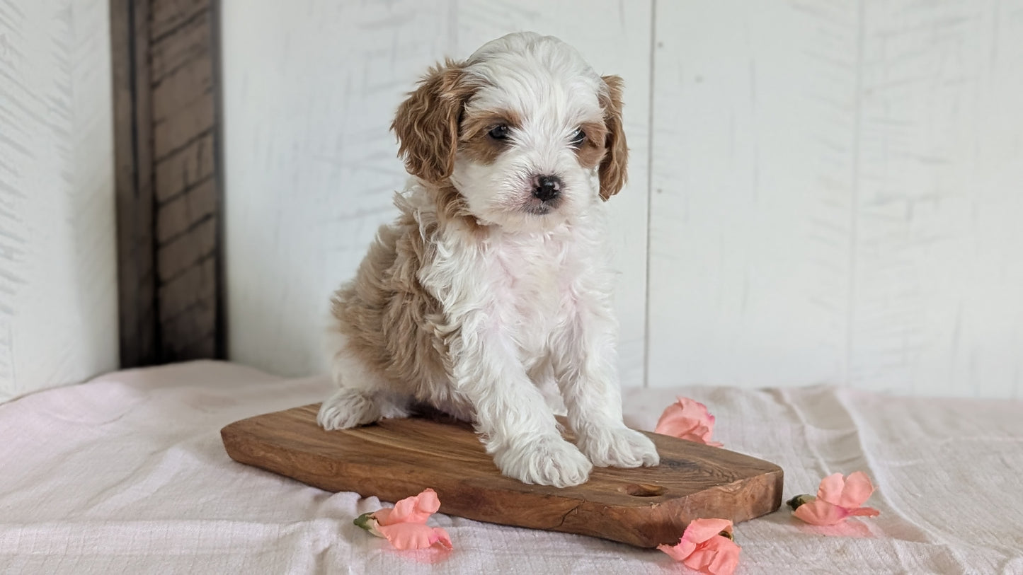 CAVAPOO (FEB 11) MALES