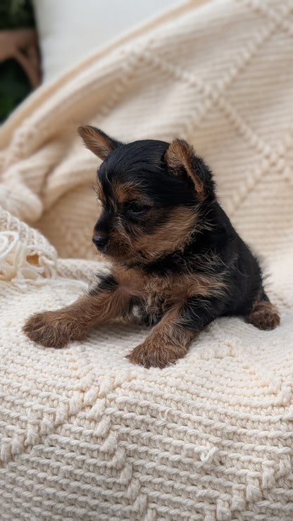 YORKSHIRE TERRIER (MAY 20) FEMALE