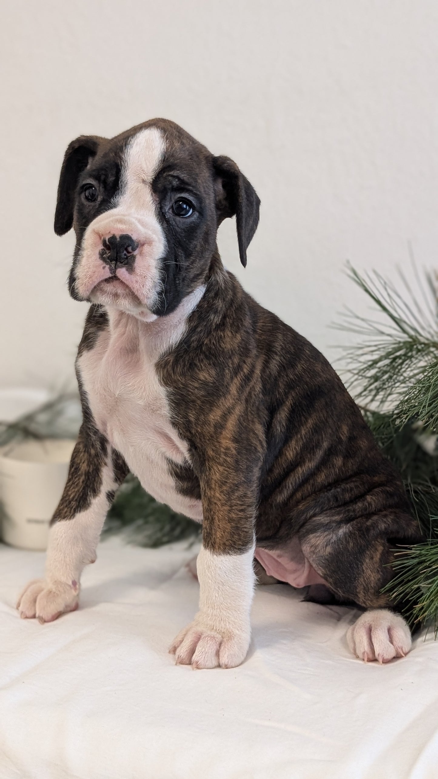 BOXER (DEC 04) FEMALE