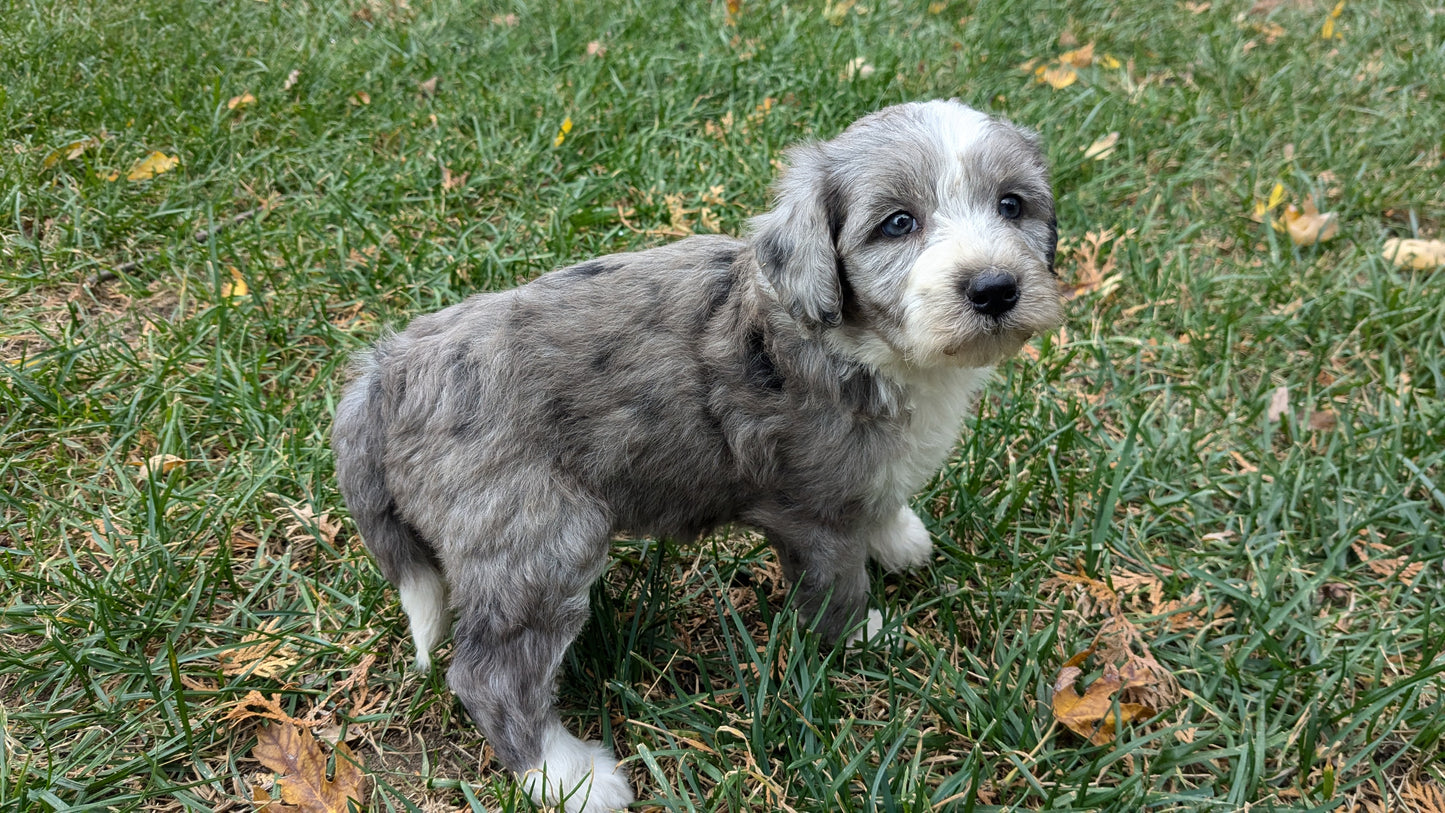 MINI BERNEDOODLE (09/24) FEMALE
