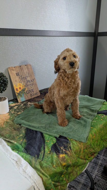 MINI GOLDENDOODLE (12/09) MALE