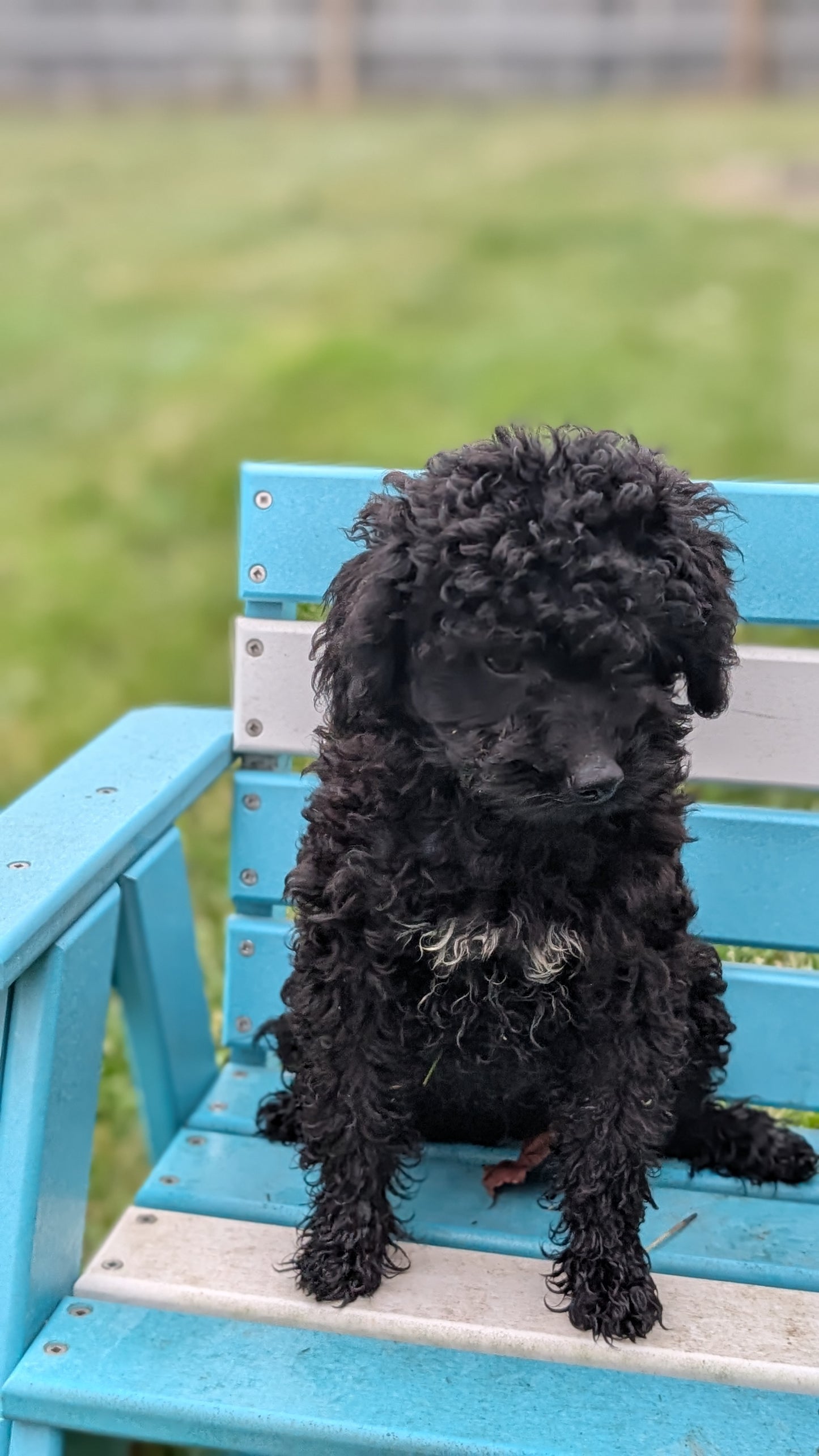 TOY POODLE (07/06) MALE