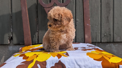 MINI POODLE (JUN 21) 4 MALES