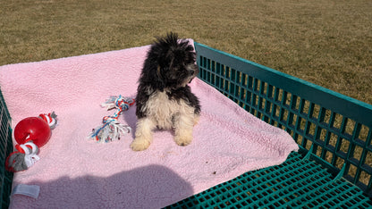 COCKAPOO (12/12) FEMALE