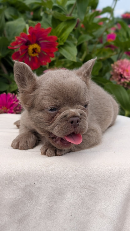 FRENCH BULLDOG (JUN 06) FEMALES