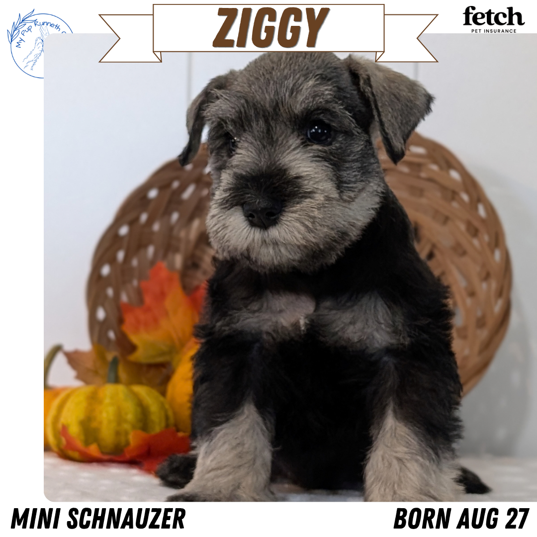MINI SCHNAUZER (AUG 27) 4 FEMALES/1 MALE