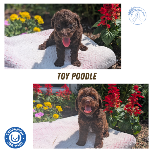 TOY POODLE (06/23) FEMALE