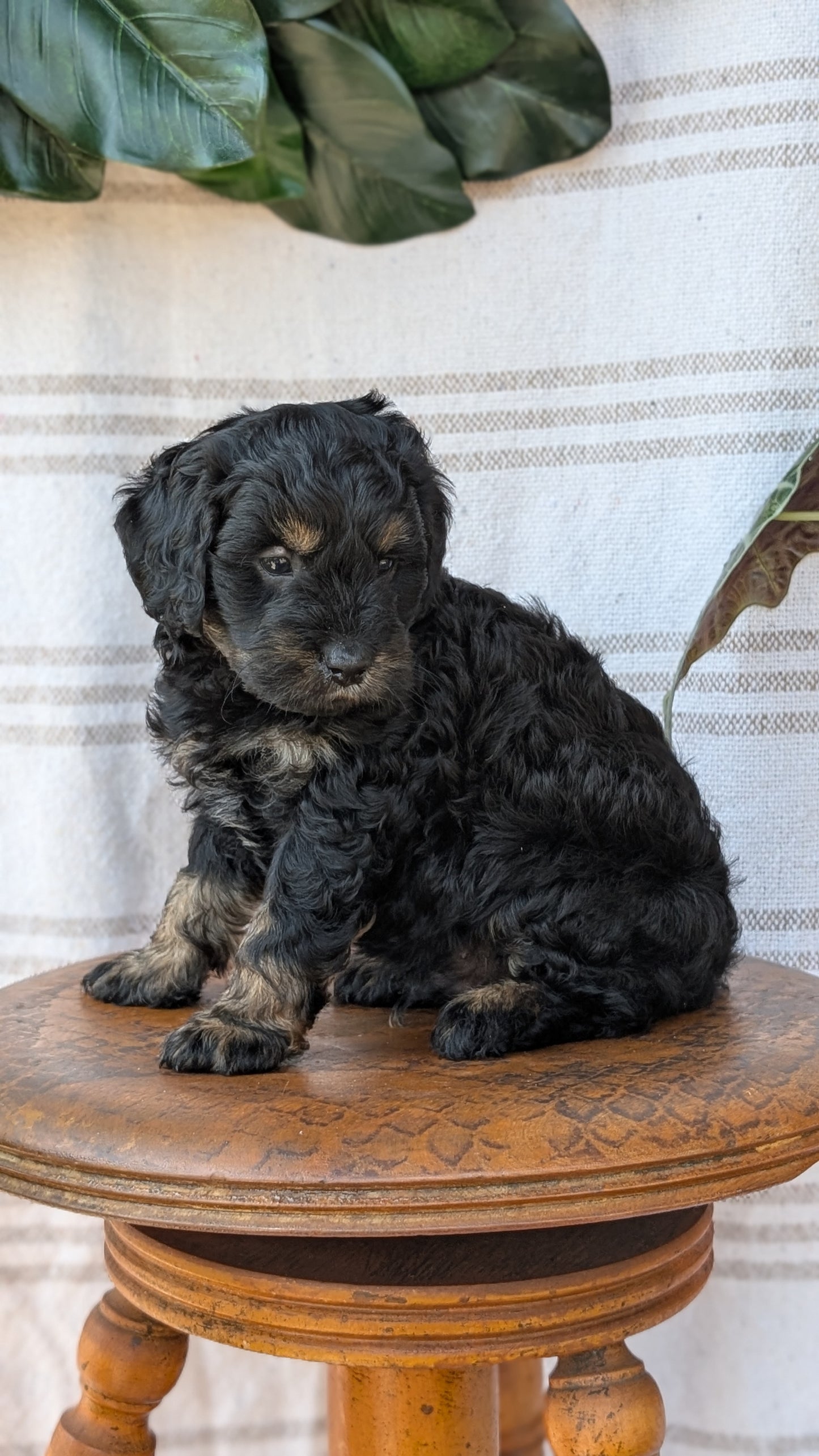 CAVAPOO (MAY 23) MALES