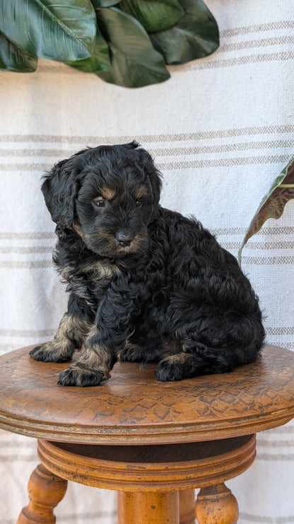 CAVAPOO (MAY 23) MALES