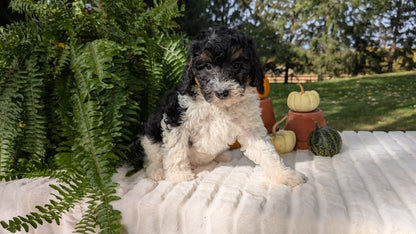 MINI BERNEDOODLE (08/06) FEMALE