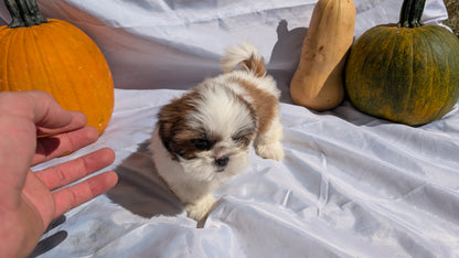 SHIH TZU (07/18) FEMALE