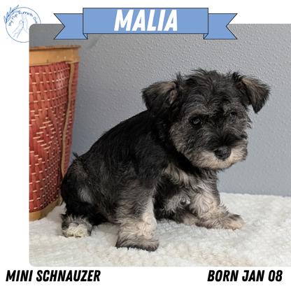 MINI SCHNAUZER (01/08) FEMALE