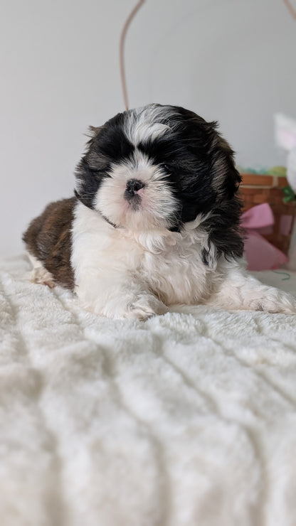 SHIH TZU (FEB 10) FEMALES