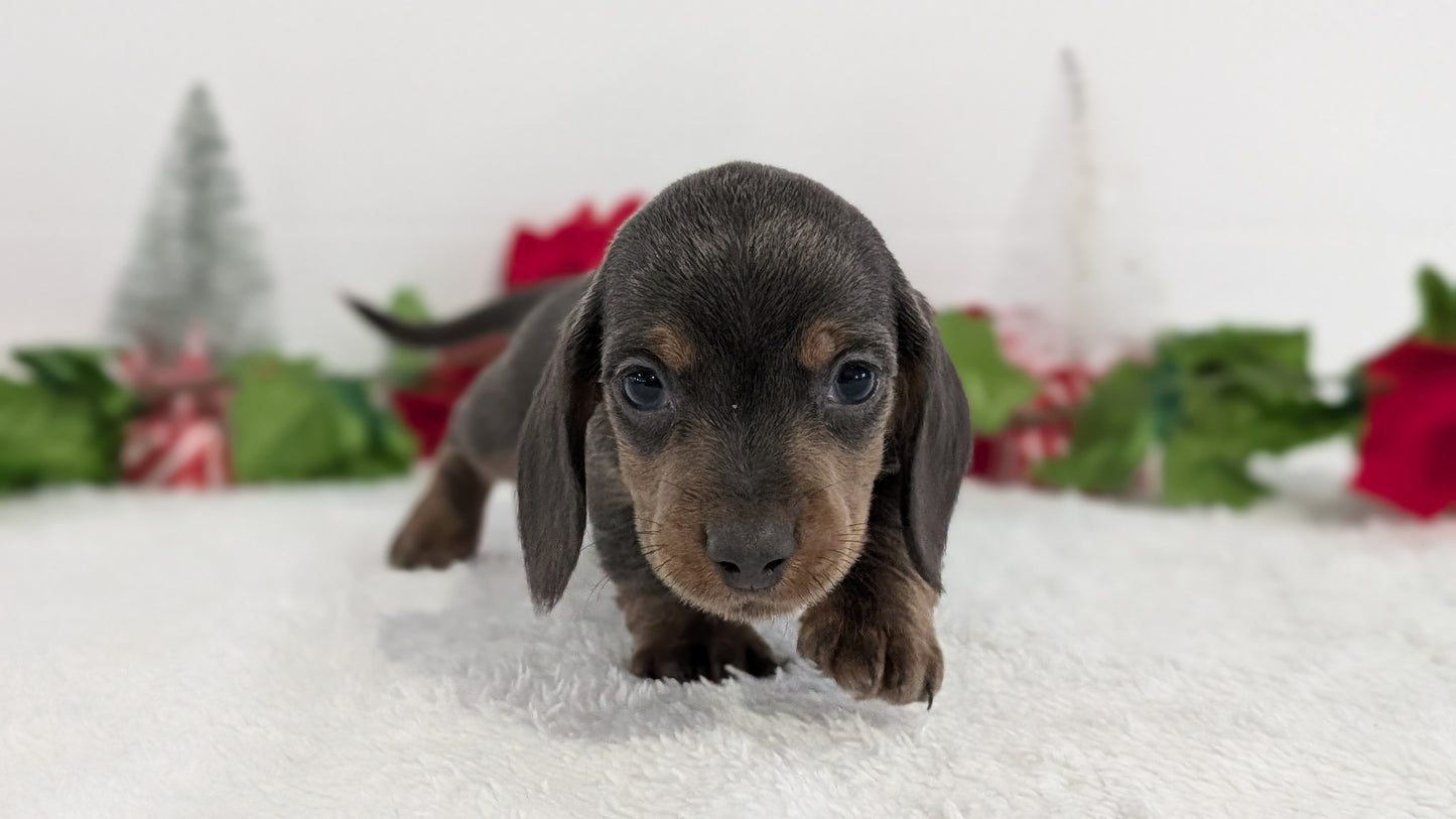 MINI DACHSHUND (OCT 20) MALES
