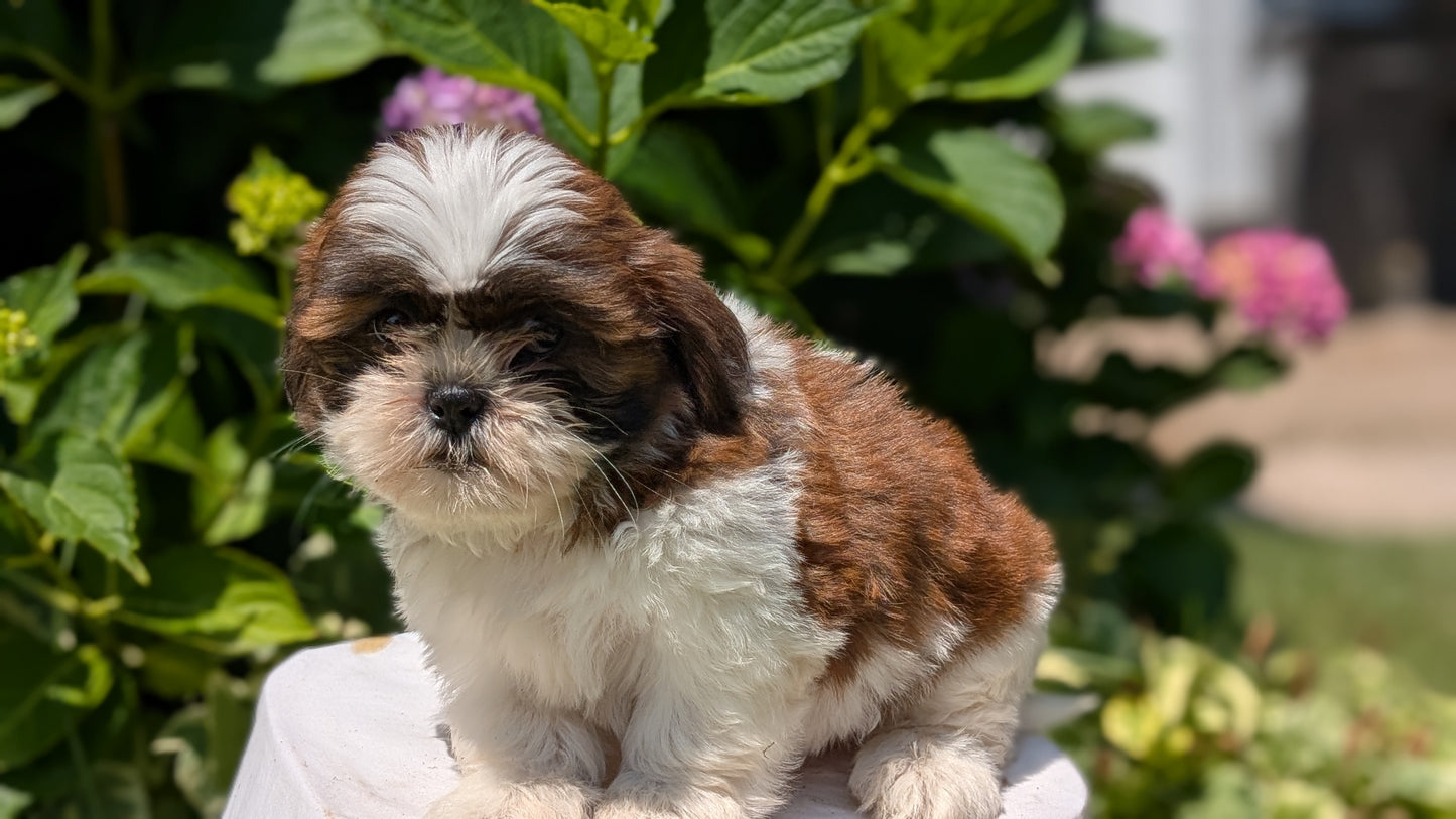 SHIH TZU (05/17) FEMALE
