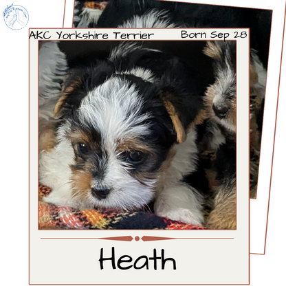 YORKSHIRE TERRIER (09/28) MALE