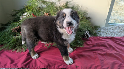 GOLDEN BERNESE (10/28) MALE