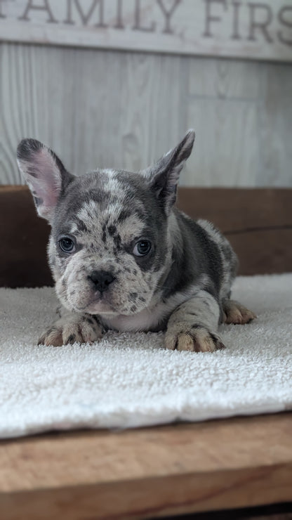 FRENCH BULLDOG (NOV 22) MALES