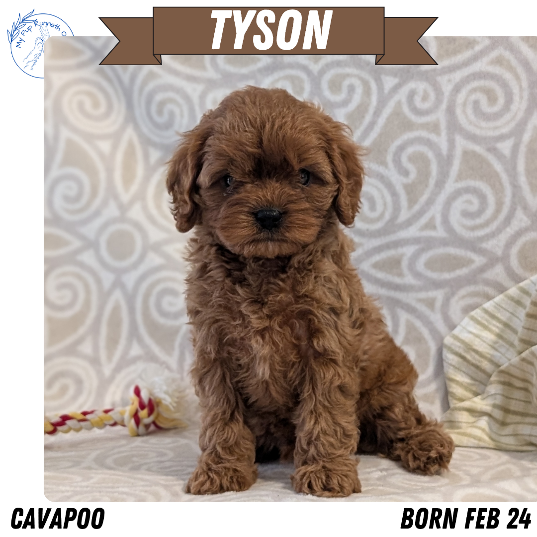 CAVAPOO (FEB 24) MALES
