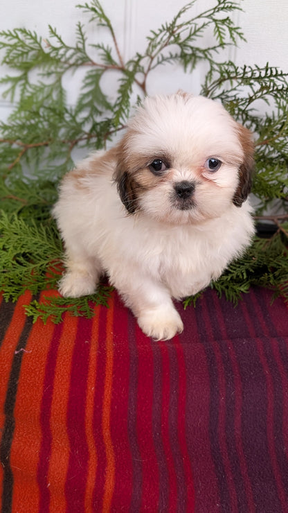 SHIH TZU (SEP 30) FEMALE