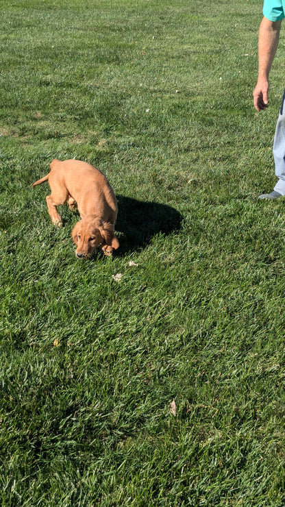 GOLDEN RETRIEVER (06/24) FEMALE