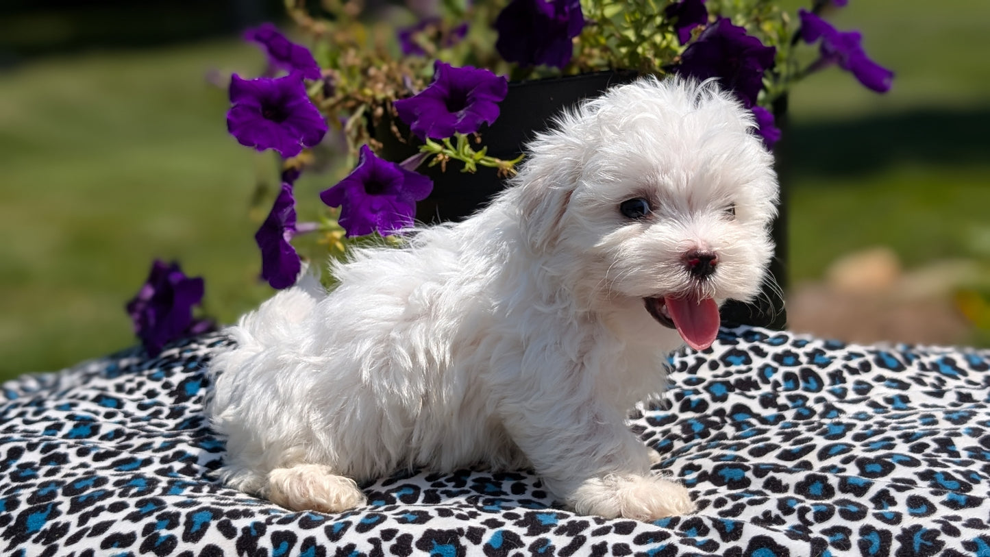 MALTESE (JUN 13) MALE