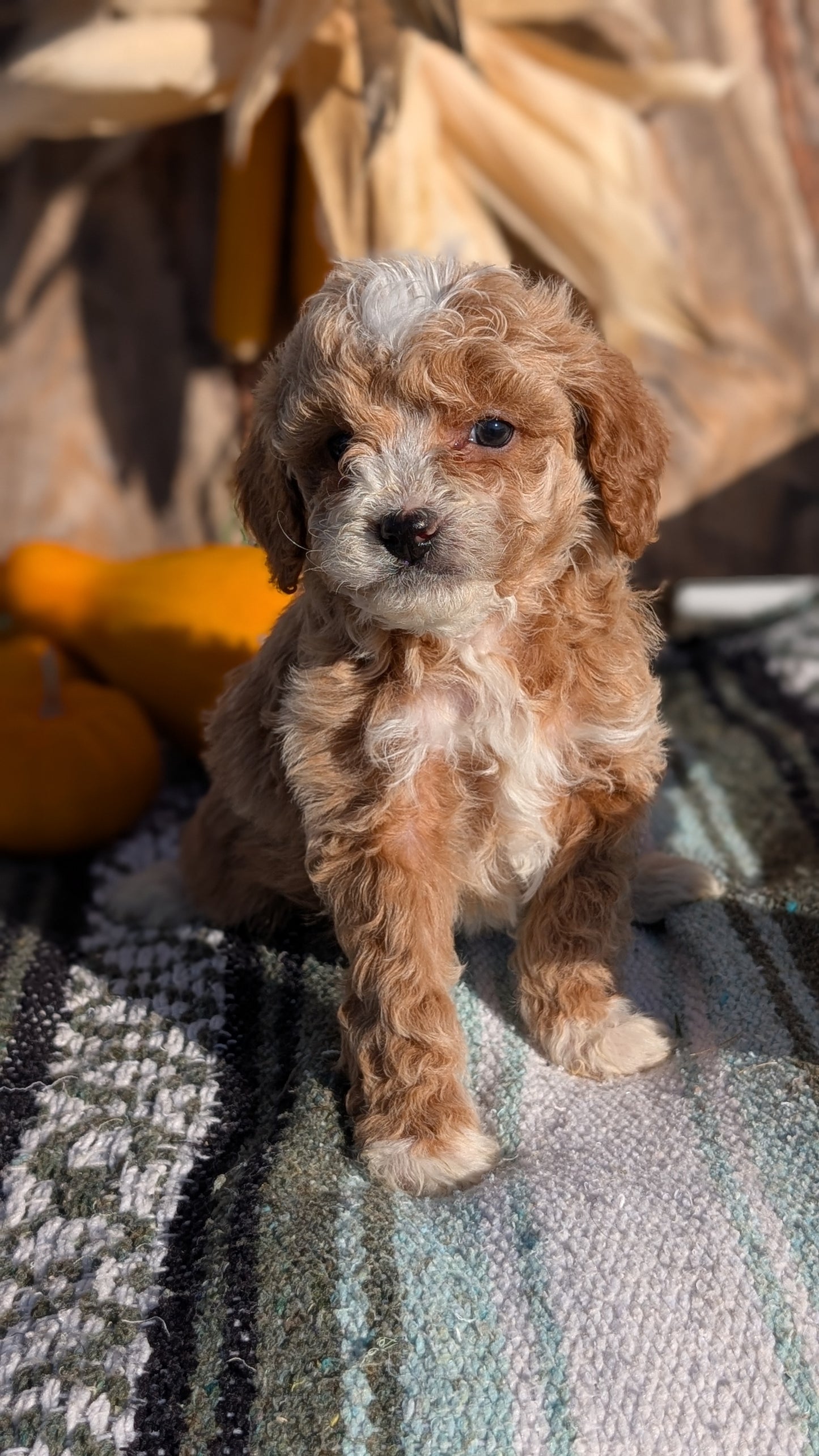 CAVAPOO (OCT 02) FEMALE