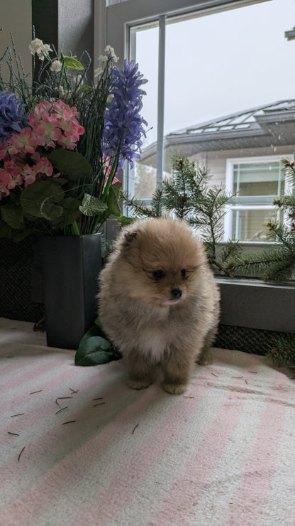 POMERANIAN (11/01) FEMALE