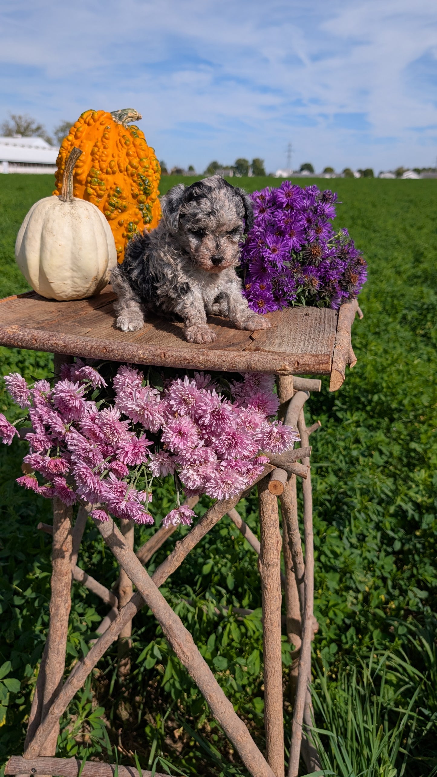 TOY POODLE (08/28) FEMALE