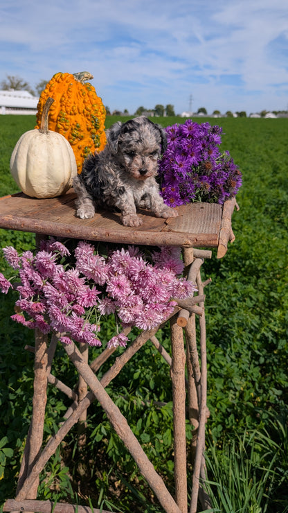 TOY POODLE (08/28) FEMALE
