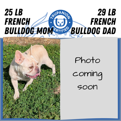 FRENCH BULLDOG (07/08) MALE