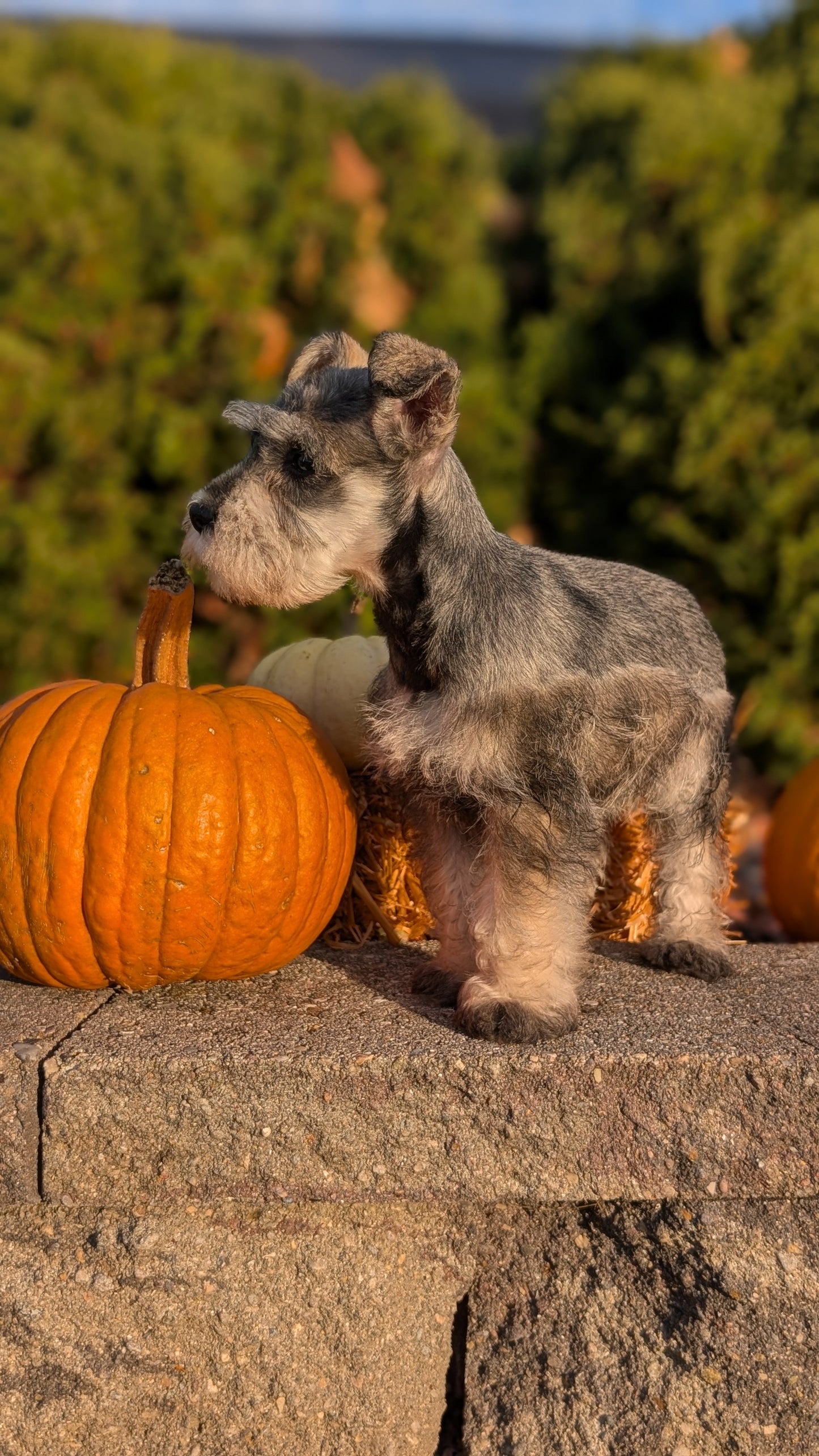 MINI SCHNAUZER (09/11) MALE