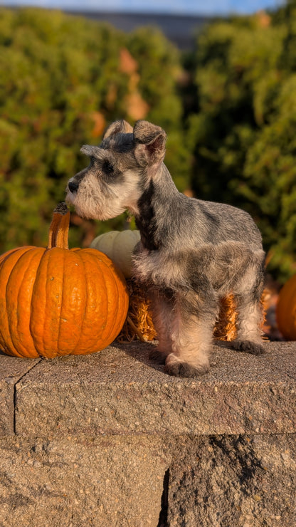 MINI SCHNAUZER (09/11) MALE