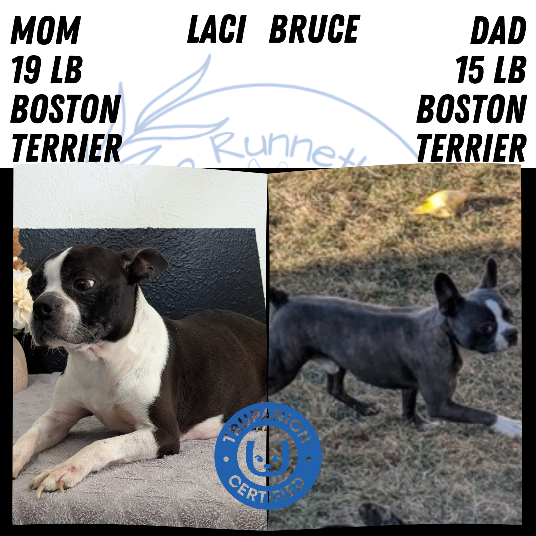 BOSTON TERRIER (FEB 09) MALES