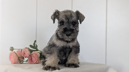 MINI SCHNAUZER (JAN 14) FEMALES