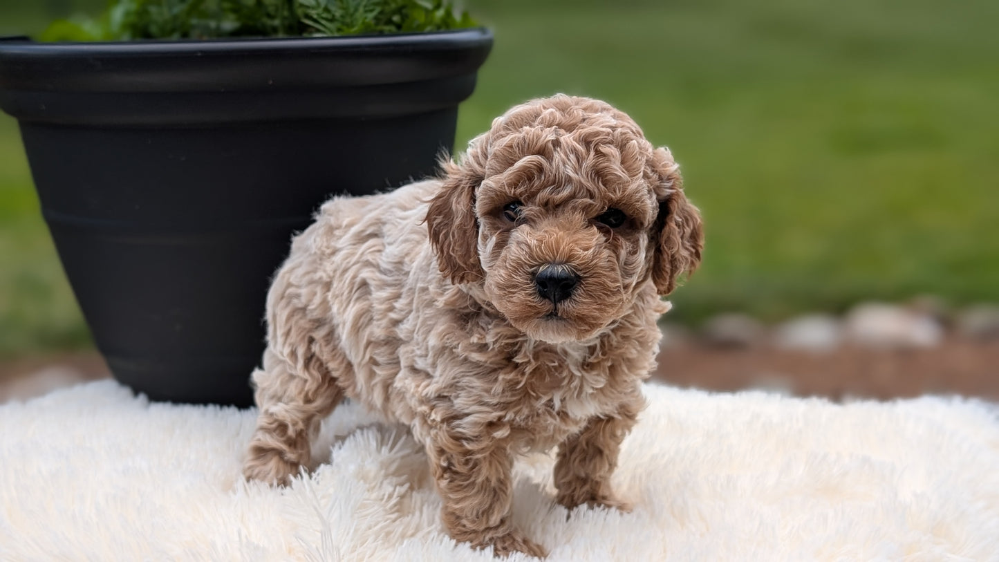 MINI POODLE (MAY 12) MALES