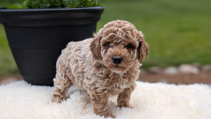 MINI POODLE (MAY 12) MALES