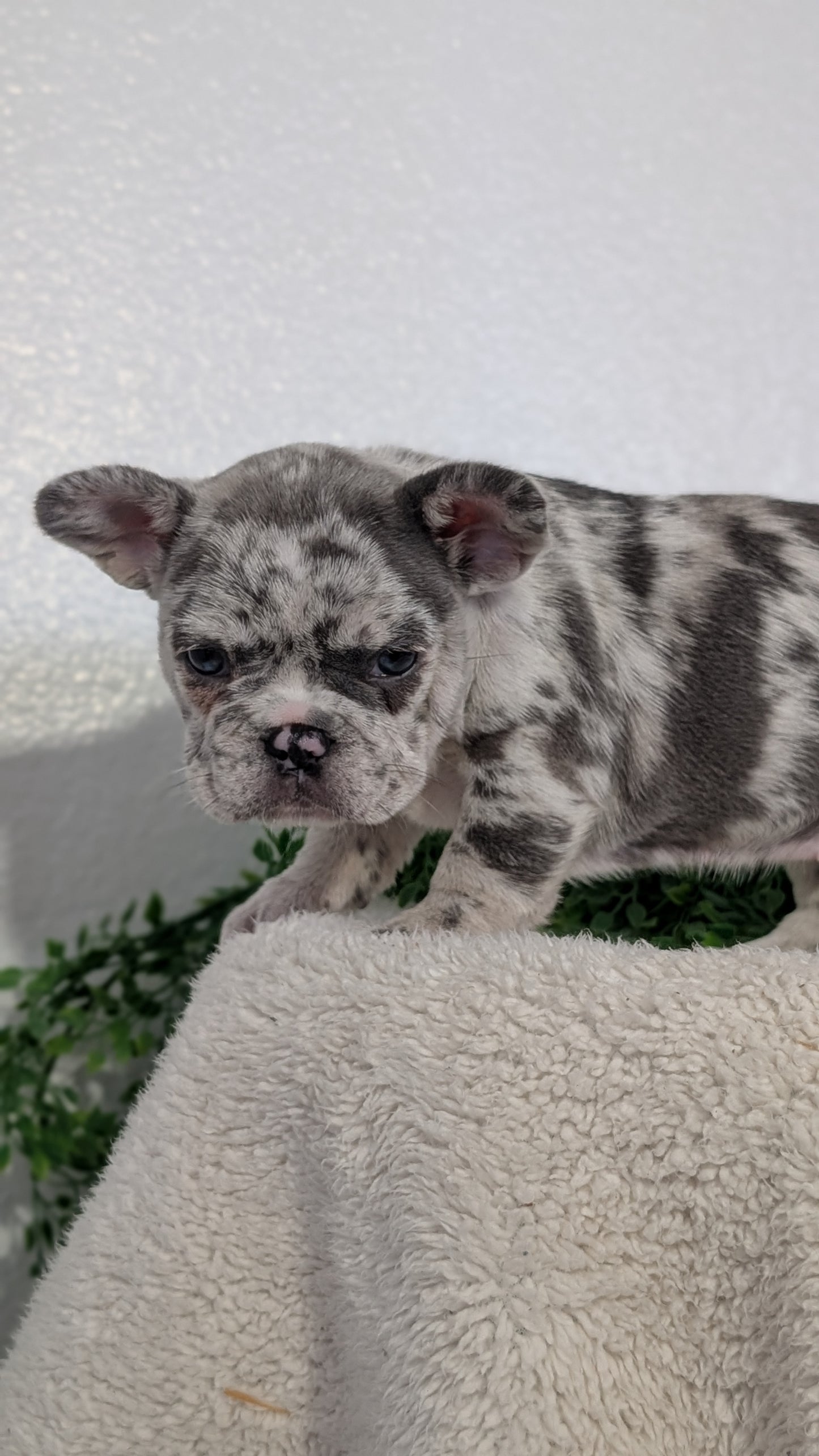 FRENCH BULLDOG (FEB 16) FEMALES